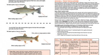 Bull trout identification guide.