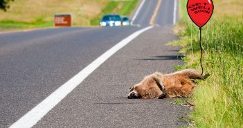 A bear laying on the side of a road with a balloon attached to it.