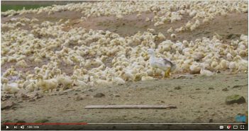 A video of a flock of ducks in a field.