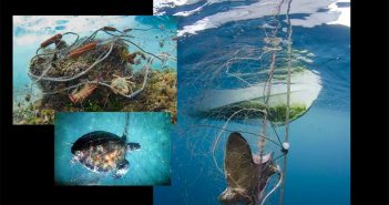 A picture of a turtle in the ocean with a net attached to it.