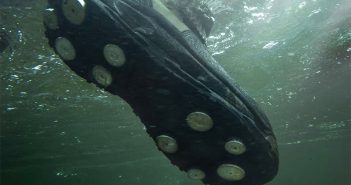 A person wearing a pair of shoes under water.