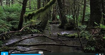 A video showing a stream in a forest.