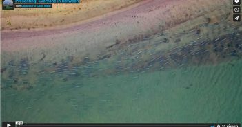 An aerial view of a beach with fish swimming in the water.