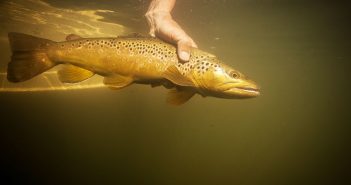 A person holding a brown trout in the water.