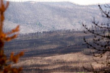 A view of a burned area with trees and mountains in the background.