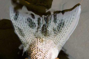 A person holding a fish tail in a body of water.