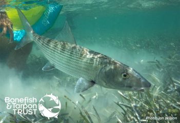 A person is scuba diving with a fish in the water.