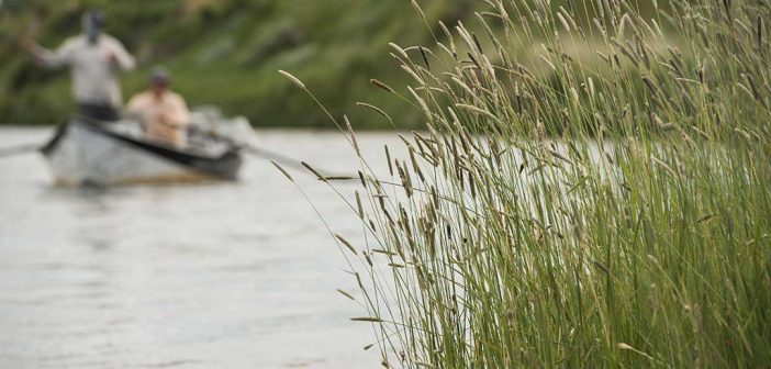 Two men in a canoe on a river with tall grass.