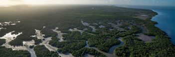 An aerial view of a mangrove forest.