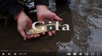 Hands holding a small fish in a stream with the word "Gila" overlaid on the image.