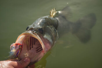A largemouth bass with its mouth open is being held up by a hand, showing a colorful fishing lure caught on its lower lip, against a greenish water background.