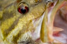 Close-up image of a fish head, showing its open mouth and prominent eye. The fish has yellow-green scales with darker stripes.