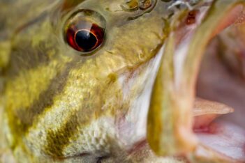 Close-up image of a fish head, showing its open mouth and prominent eye. The fish has yellow-green scales with darker stripes.