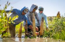 Three people wearing sun protection plant small trees in a wetland area.