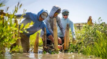 Three people wearing sun protection plant small trees in a wetland area.