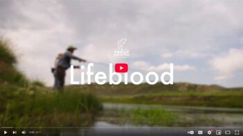 Person fishing in a grassy area near a river, with the words "Lifeblood" and "Trout Unlimited" overlaid on the image.