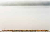 A serene lake view in foggy weather, with fallen leaves scattered on the shore.