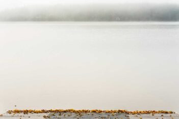 A serene lake view in foggy weather, with fallen leaves scattered on the shore.